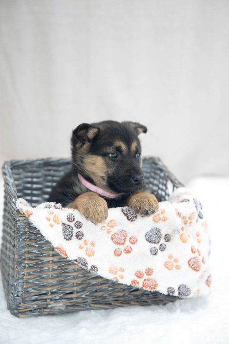 Цуценя Джекі Браун, 2,5 міс., дівчинка, вакцинована