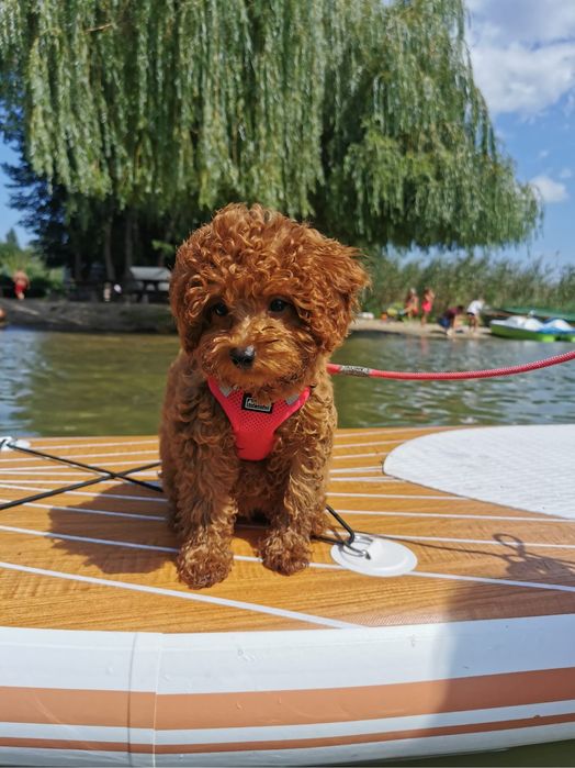 Maltipoo piękna ruda panna