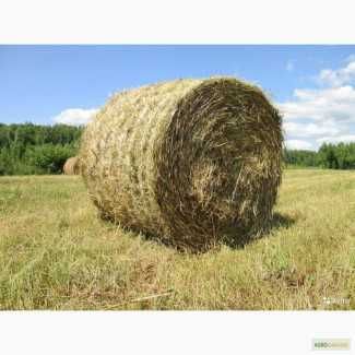 Солома в тюках (пшенична)