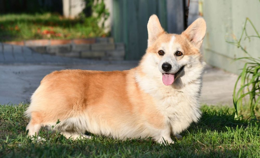 Взрослый кобель вельш корги пемброк