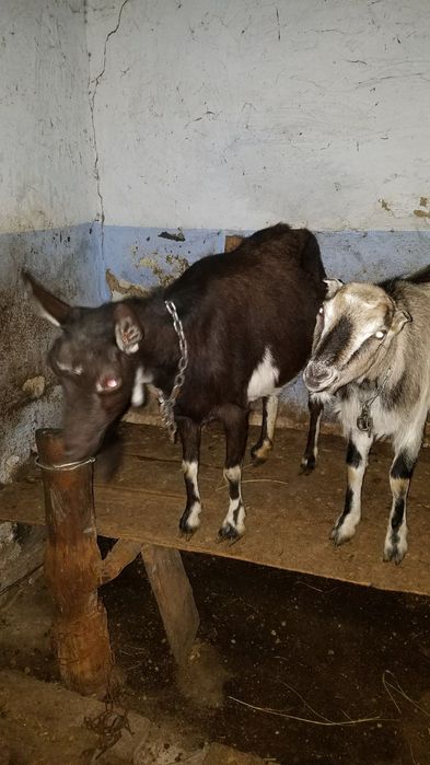 Продам козу криту нубійцем