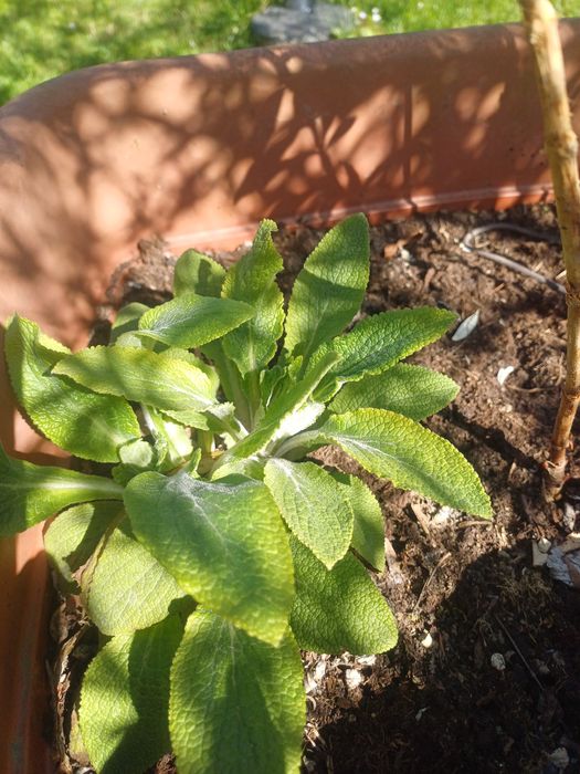 Sadzonki   roslin