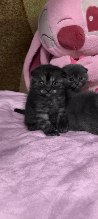 Британські котенята кошенята