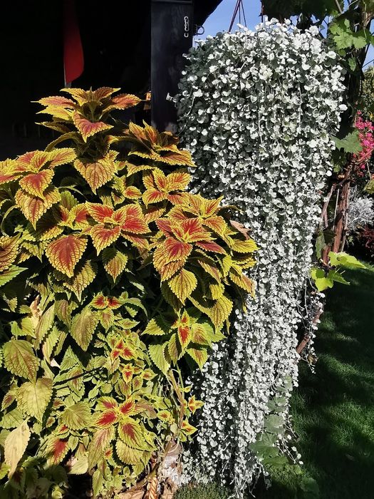 Dichondra srebrzysta