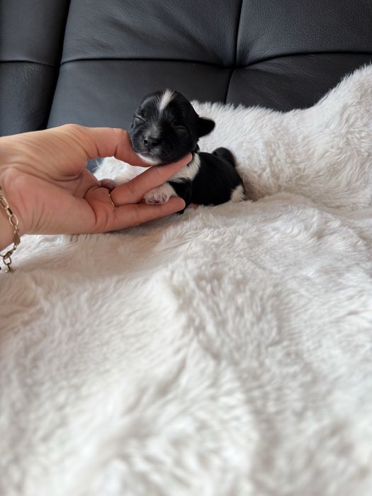 Piesek  Biewer samiec