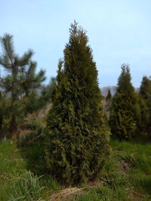 Tuja thuja szmaragdowa, złota. Kopane z gruntu od 50cm do 250cm