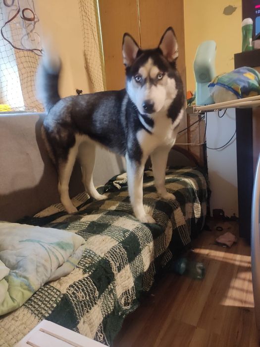 OGŁOSZENIE ADOPCYJNE: Luna - Siberian Husky szuka doświadczonego Opiek