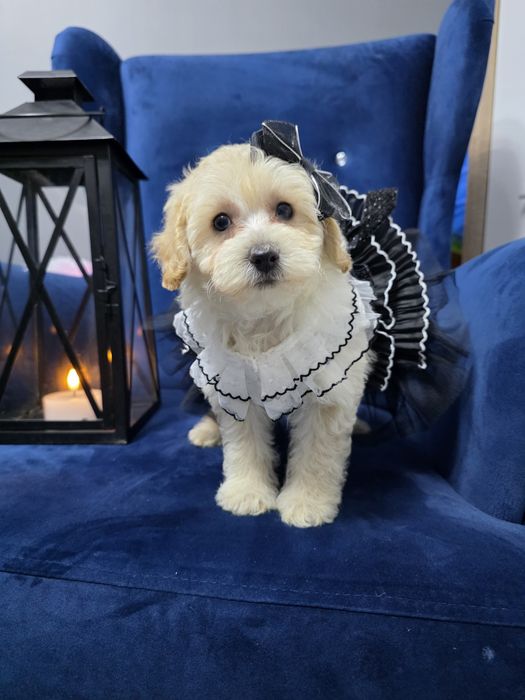 Maltipoo pełna uroku sunieczka red