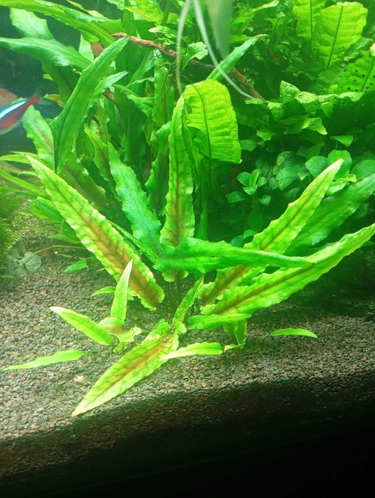 Plantas Aquario Pack