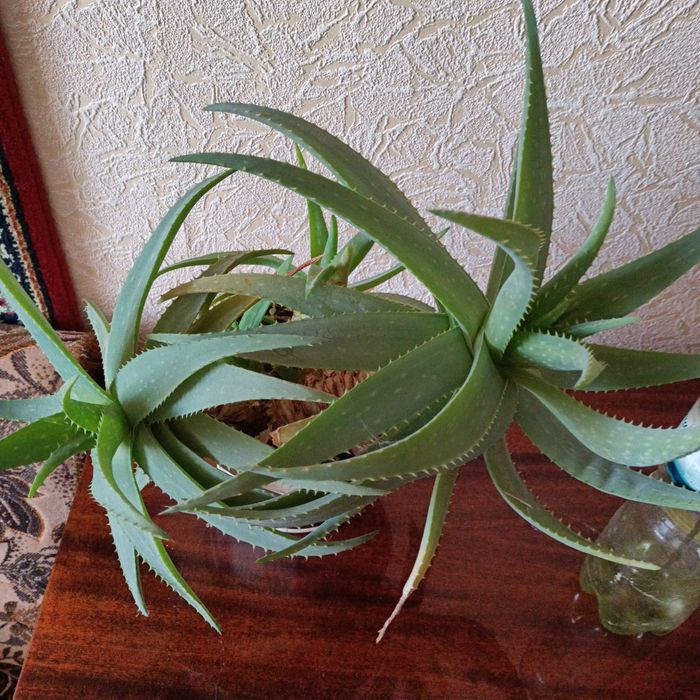 Алое вера    з горщиком