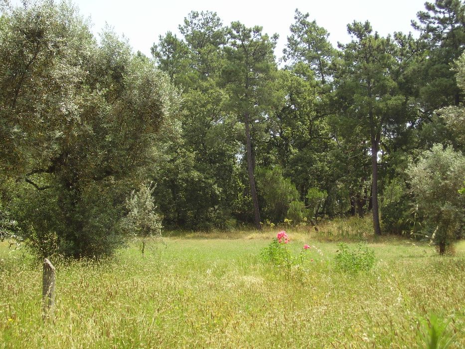 Terreno para construção a 2 km de Mangualde