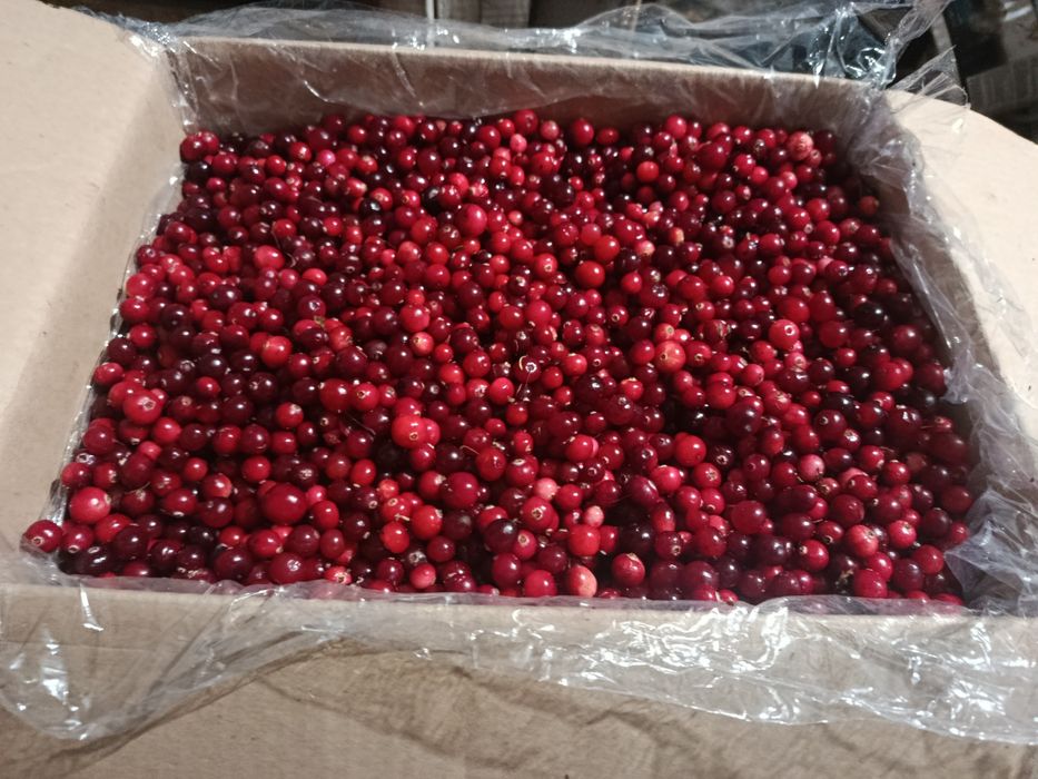 Продам журавлину(клюкву)