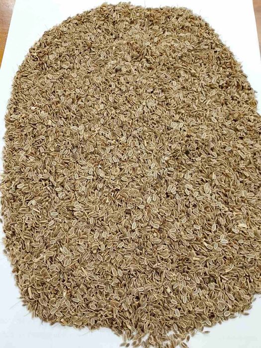 Насіння кропу/ семена укропа