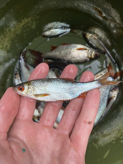 Płoć / płocie - żywa, zdrowa, różne rozmairy