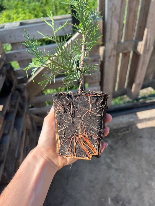 Туя смарагд р9 30-40см