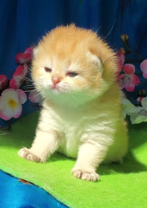 Очень нежные лапульки, ручные котята золотая шиншилла