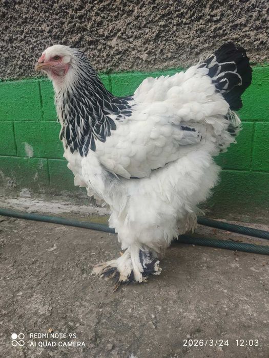 Продам кури Брама Світла, сім'я