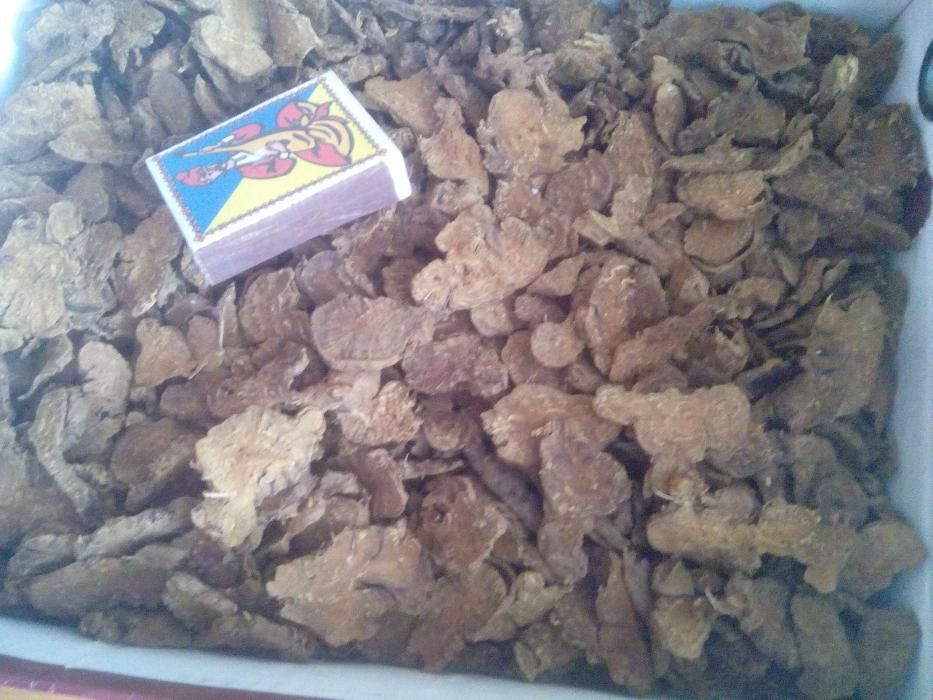 500г. Калган ЯКІСНИЙ Лапчатка прямостояча з Карпат