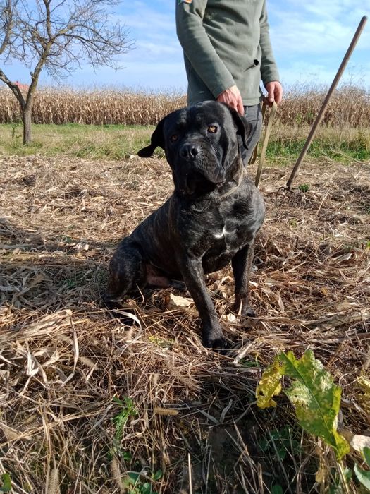 Кане корсо в'язка