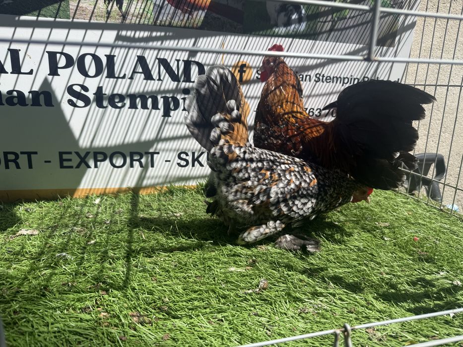Kury. Karzełki łapciate. Karzełeki. Możliwy transport