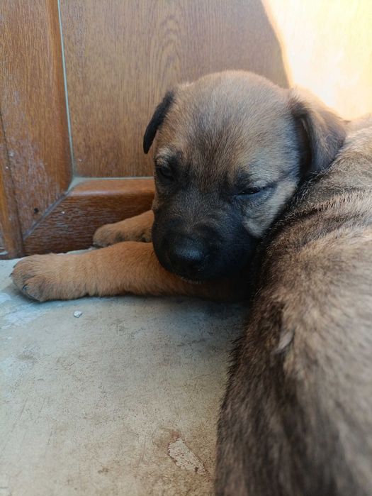 Цуцики віддам безкоштовно