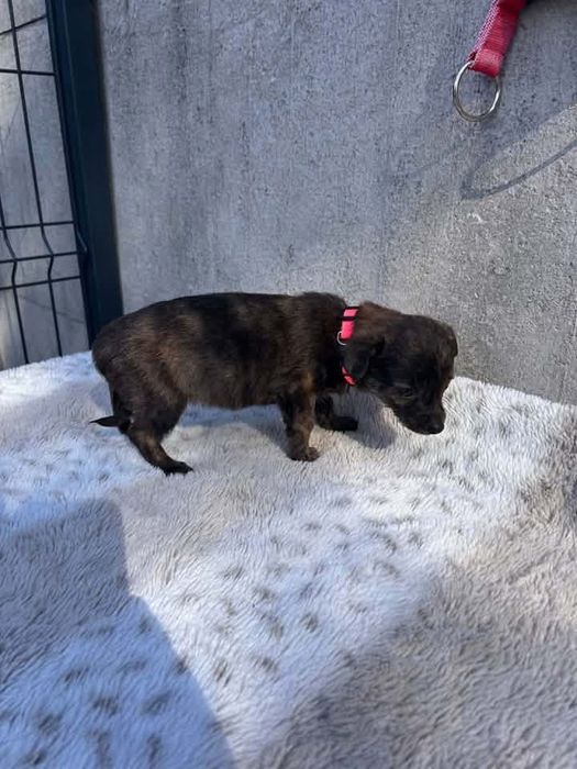 Sunieczka do adopcji