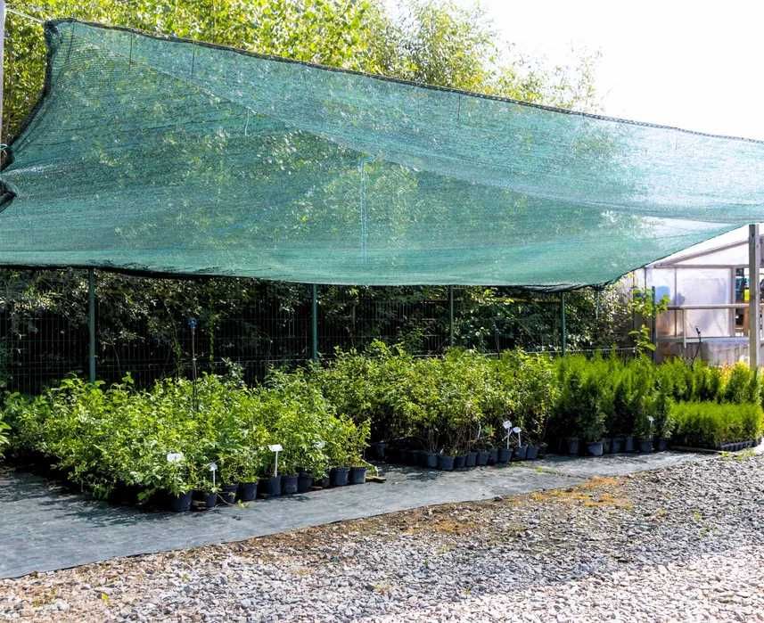 Саженцы голубики Саженцы жимолости  + Подарок