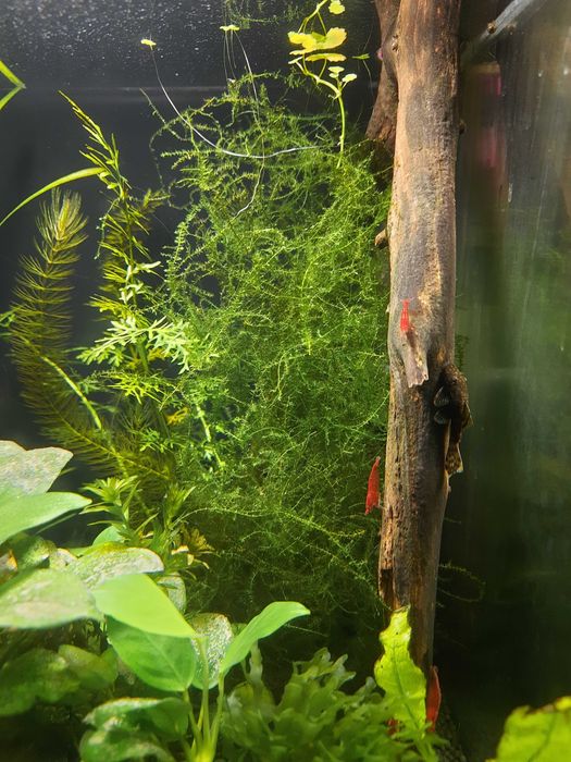 Рослини акваріумні, грунт, креветки, равлики, коряга