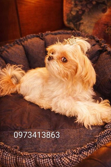 Цуценята мальтіпу