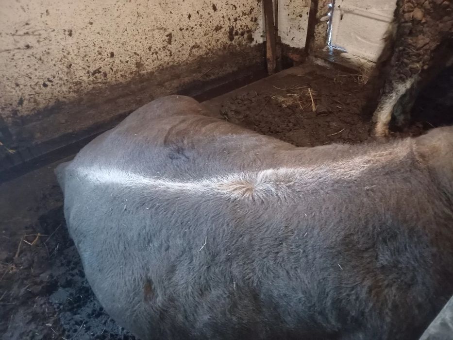 Продам бичків 155грн