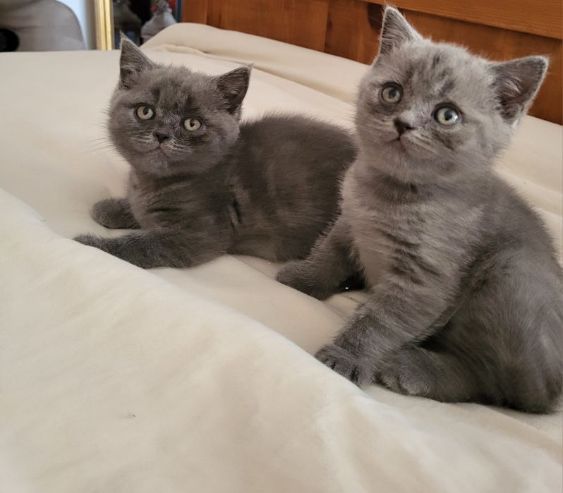 Kot Brytyjski z rodowodem