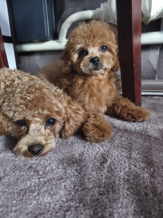 Дівчинка мальтіпу 3,5 місяці