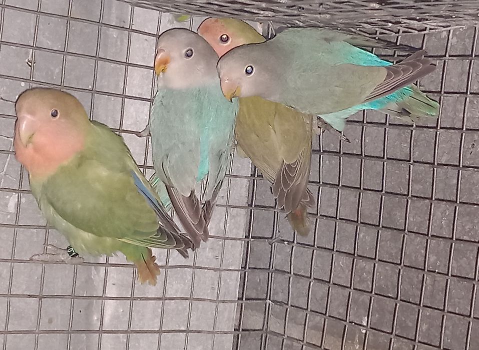 Agapornis roseicollis machos