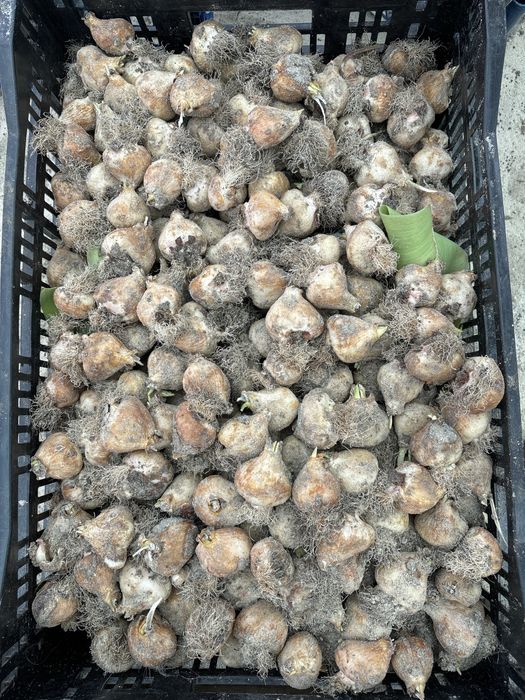 Цибулини тюльпана після вигонки