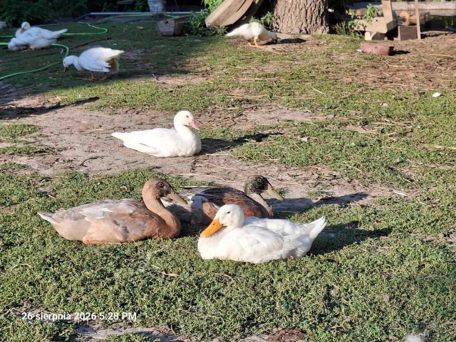 Kaczki z Naturalnego Chowu – Zdrowe, Zadbane, Wiejskie