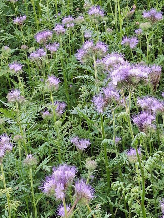 nasiona facelii na poplon