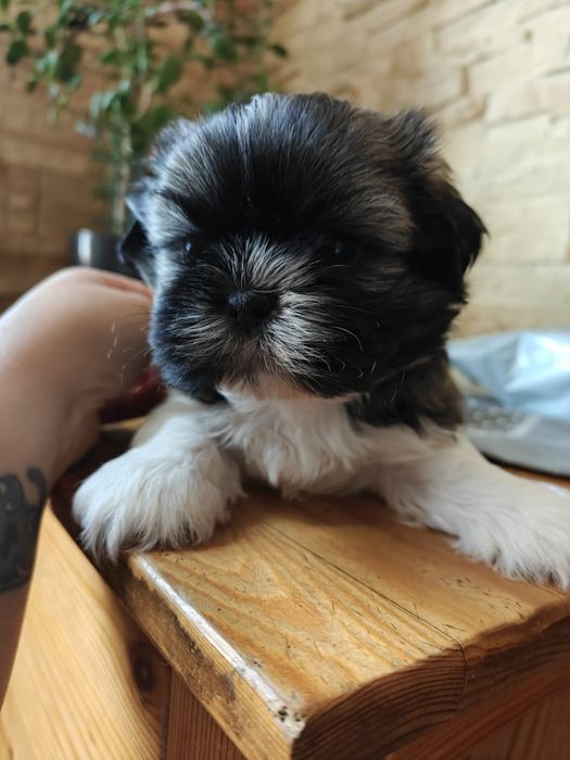 Śliczny piesek ShihTzu