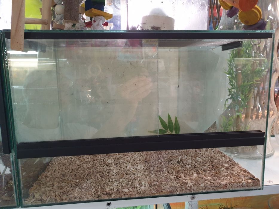 Terrario grande usado