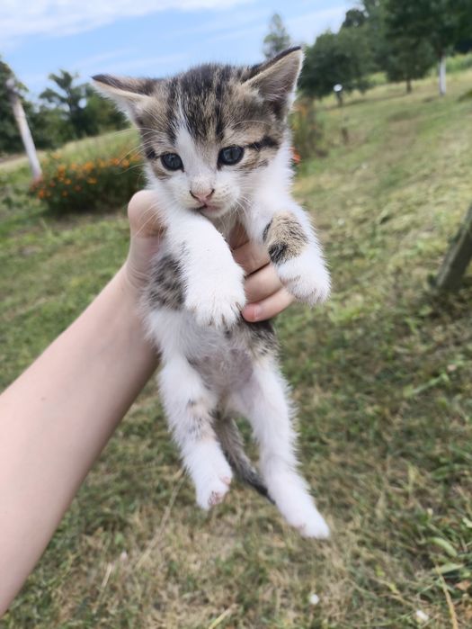 Котята девочки, 1.5 месяца