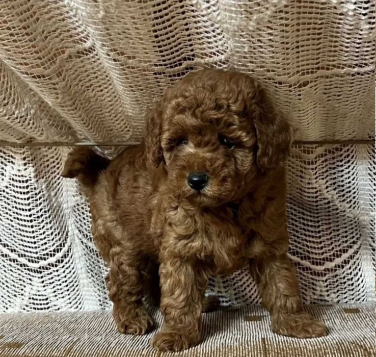 Той пудель ред браун  малиш