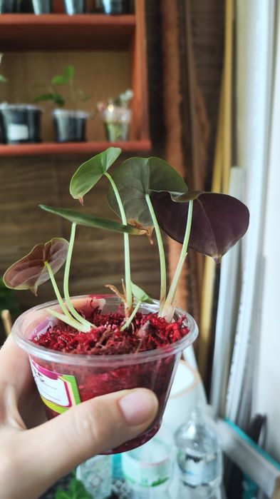 Дітки алоказій одора ауреа вар., ред грей, купрея ред сікрет, гагеана