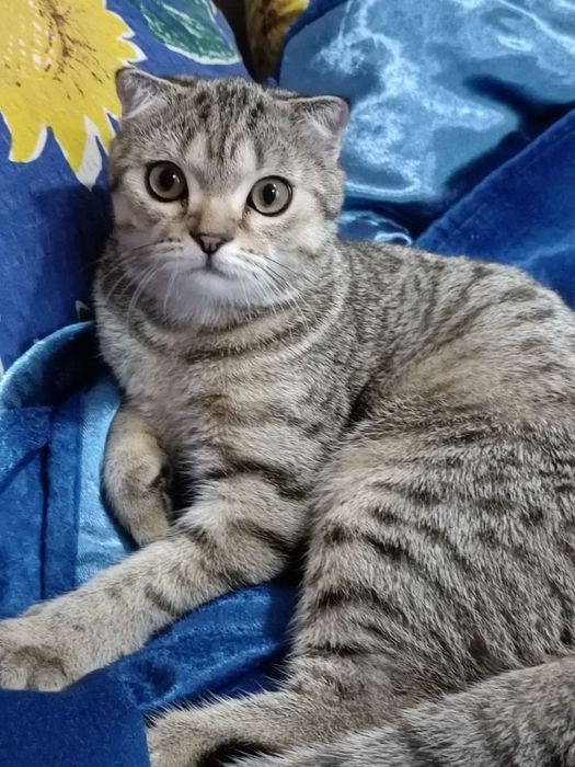 Scottish fold - Шотландський  висловухий котик ,  досі вільний.