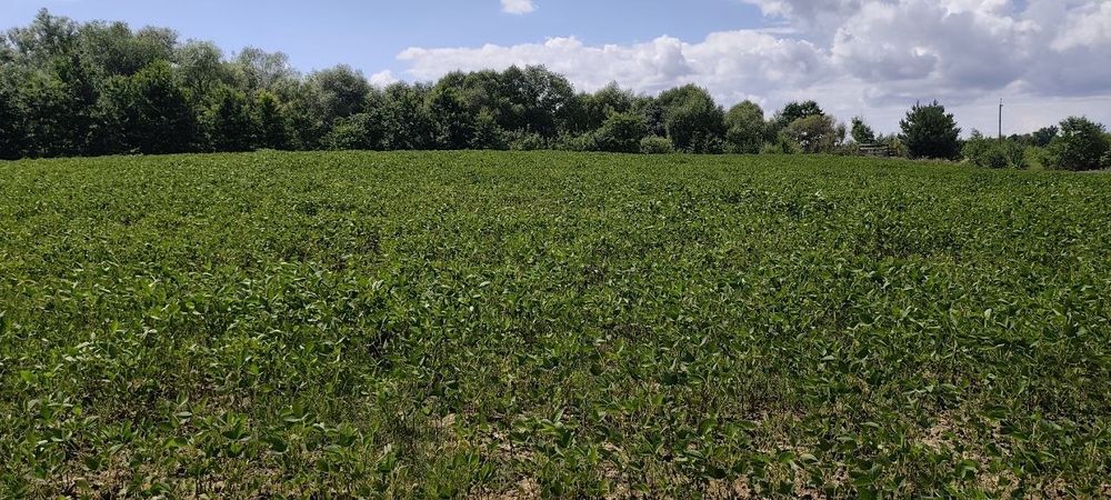 Земельна ділянка 1.4 га біля річки  у Негівцях