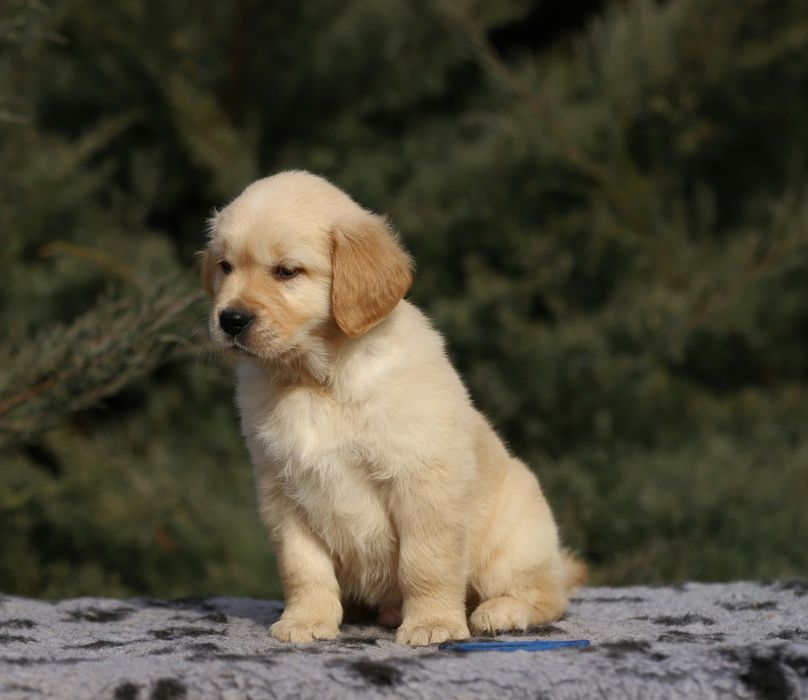 Цуценя золотистого ретрiвера