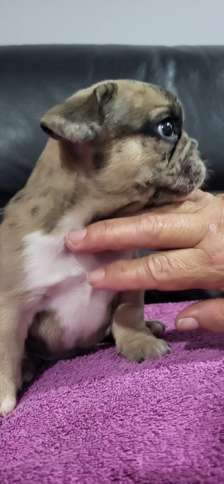 Bulldog francês meiginho