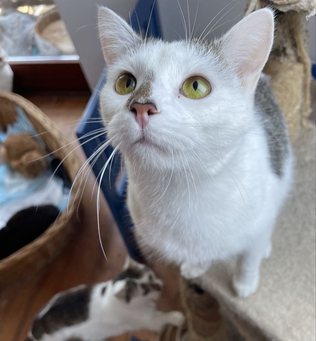 Do adopcji-Szałwia
