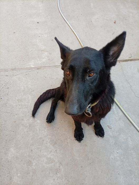 Сейчас щенков нету, буду только в Апреле , кому нужно берите на заметк