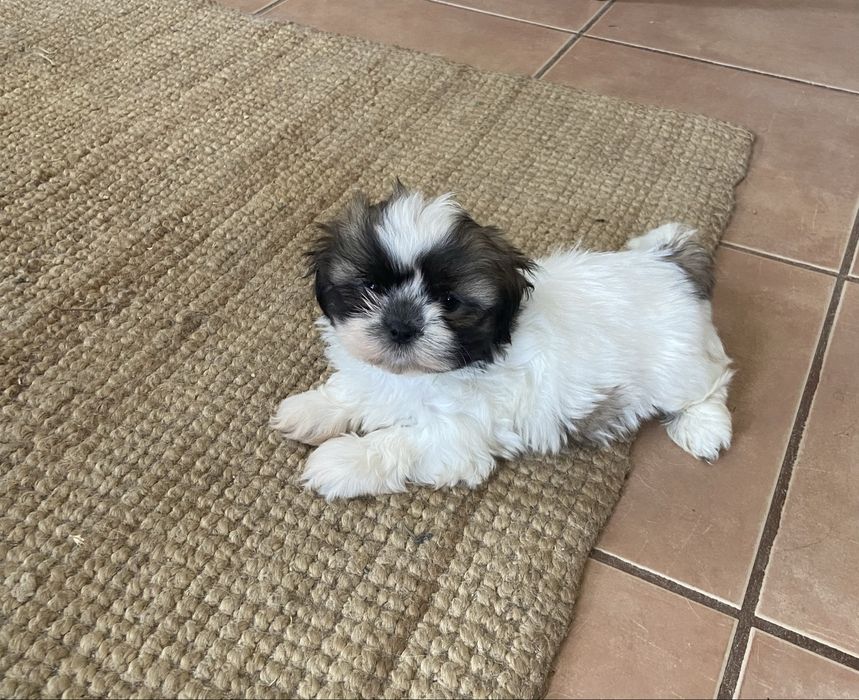 Shih tzu miniatura femea