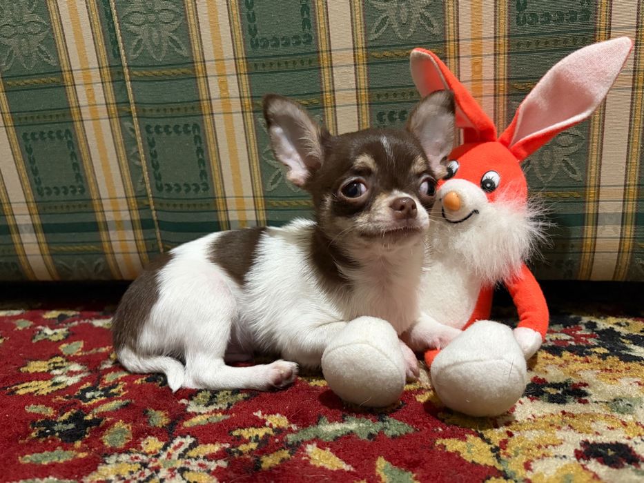 Último da ninhada Chihuahua macho