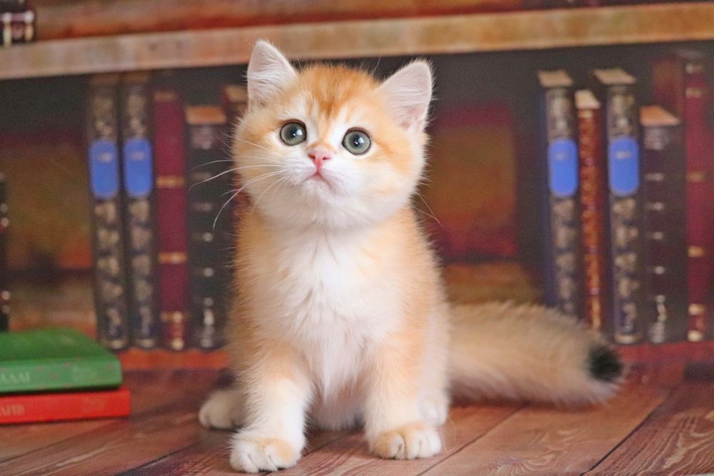 Британская шиншилла в золоте